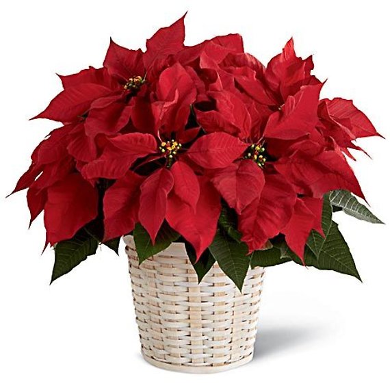 Red Poinsettia Plant in a basket